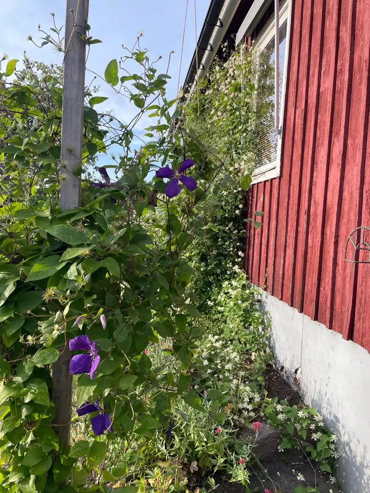 Blühende Clematis an der roten Holzfassade